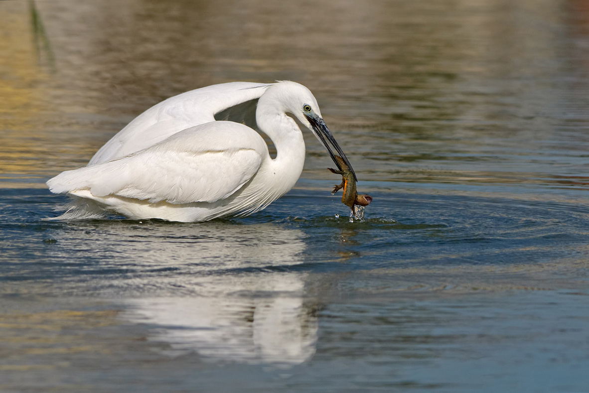 Garzetta     (  Egretta garzetta   )